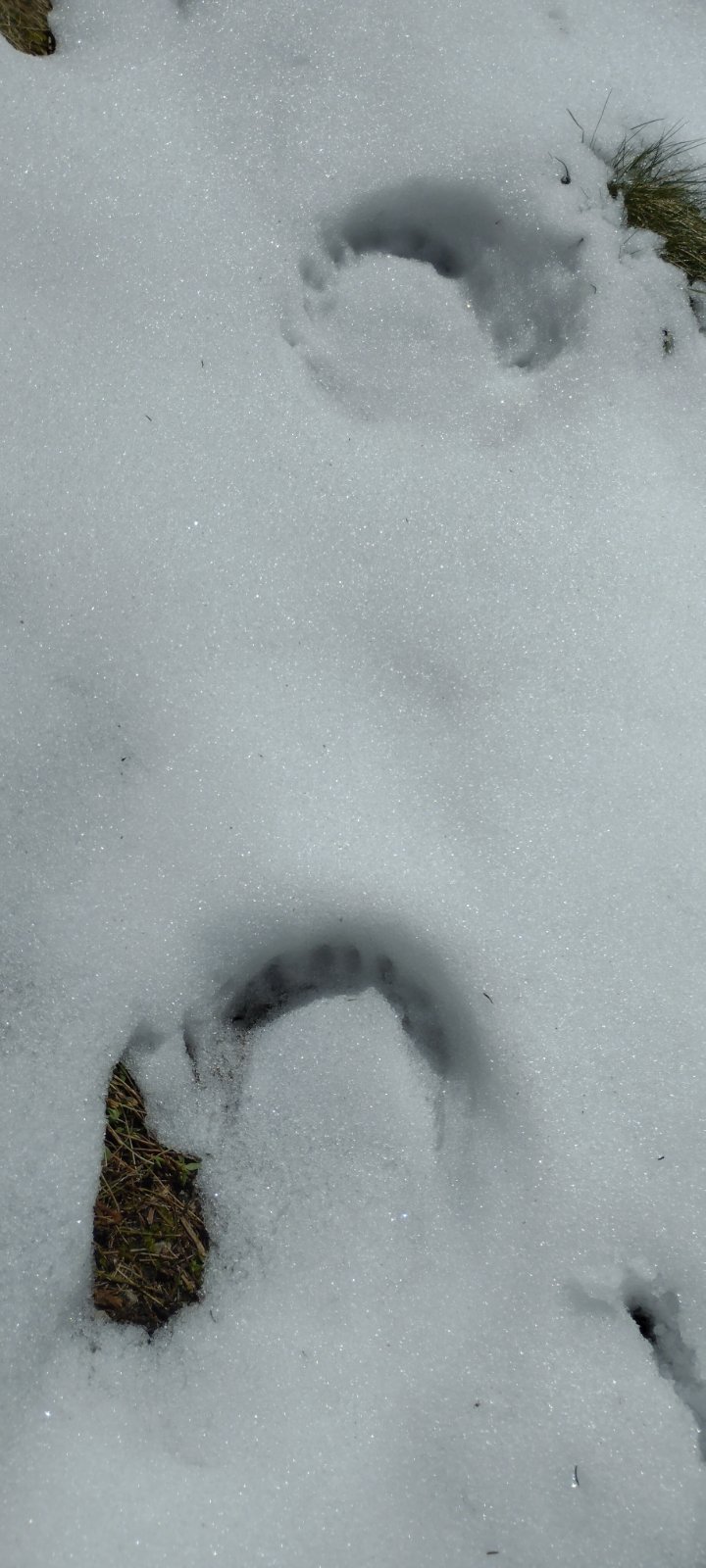 Tragovi medvjeda na Klekovači